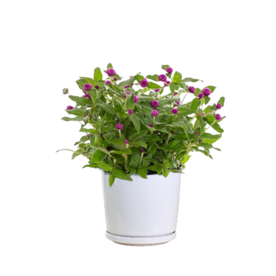 Globe Amaranth